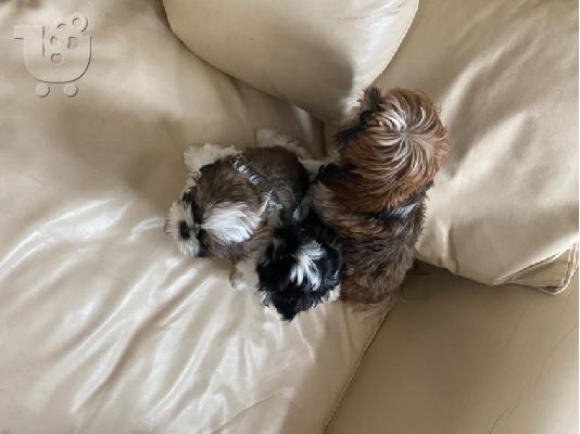 PoulaTo: Όμορφο Shih Tzu προς πώληση.